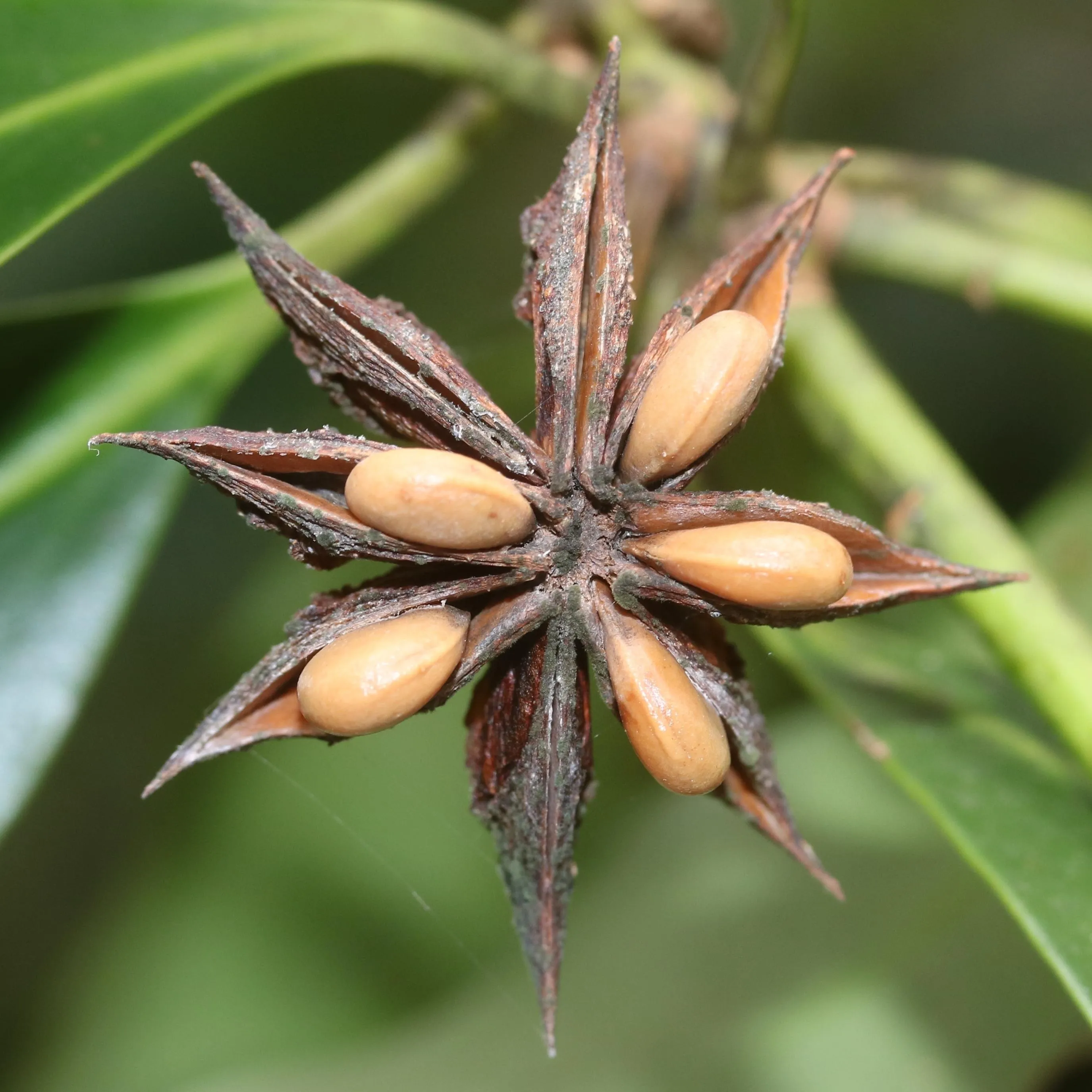 Japanese Star Anise (Illicium anisatum) Fruit Capsule